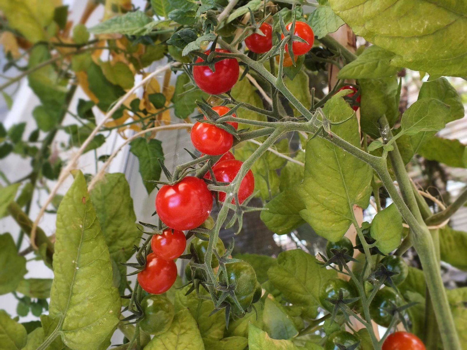 Cultures de tomates