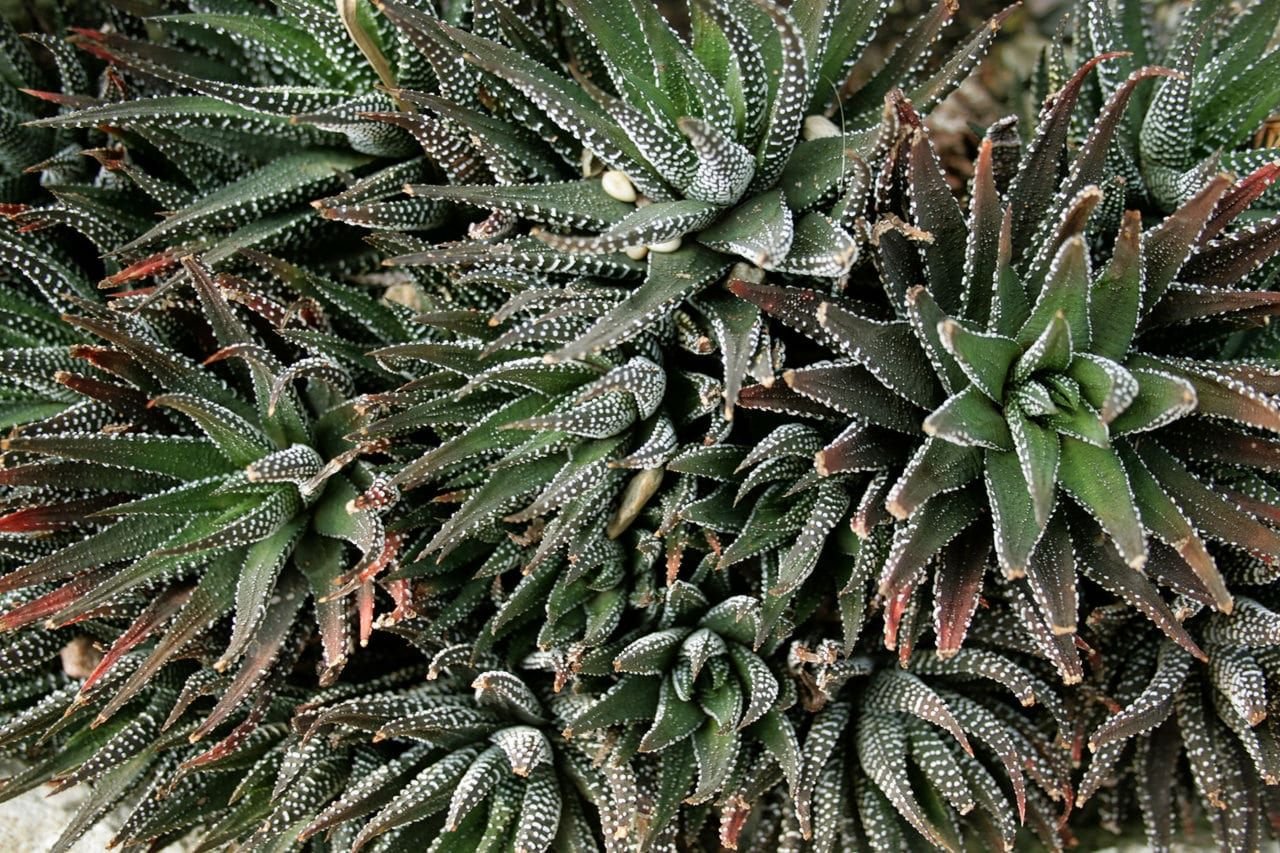 Haworthia affaiblie