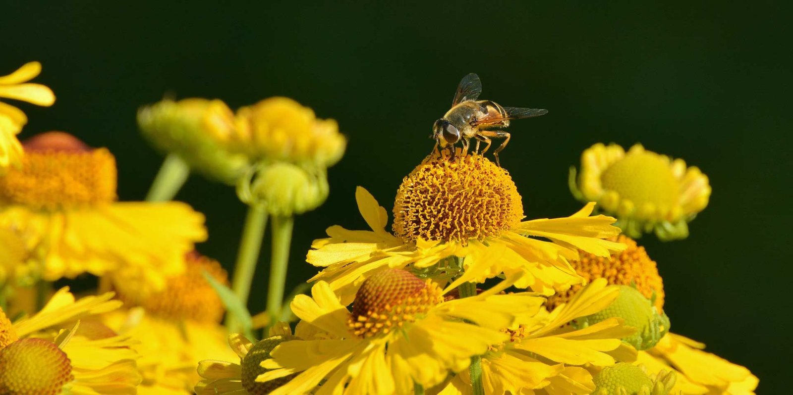 Helenium – faisant référence à Hélène de Troie