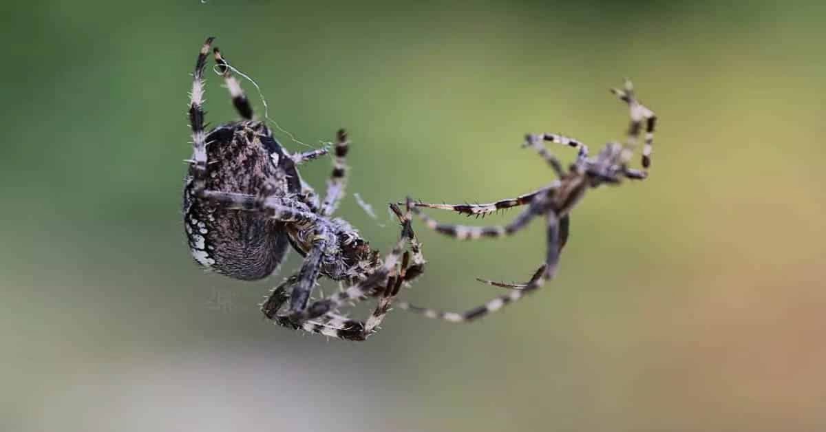 Comment les araignées se connectent-elles ?