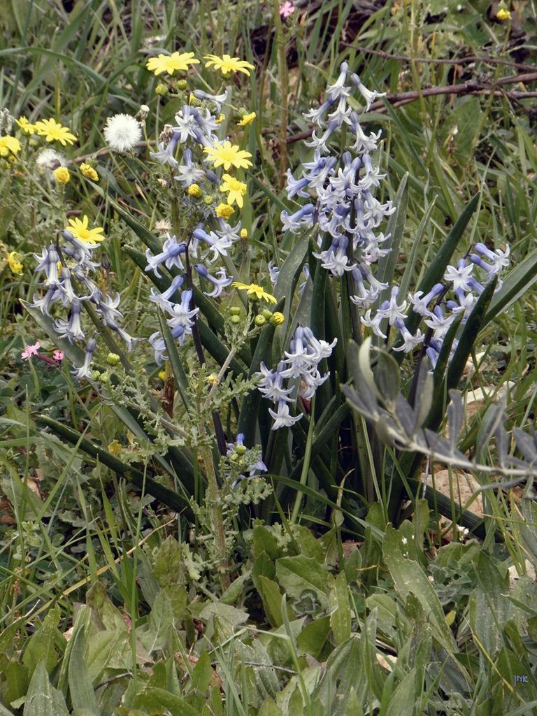 Jacinthe – pousse dans tout le monde tempéré