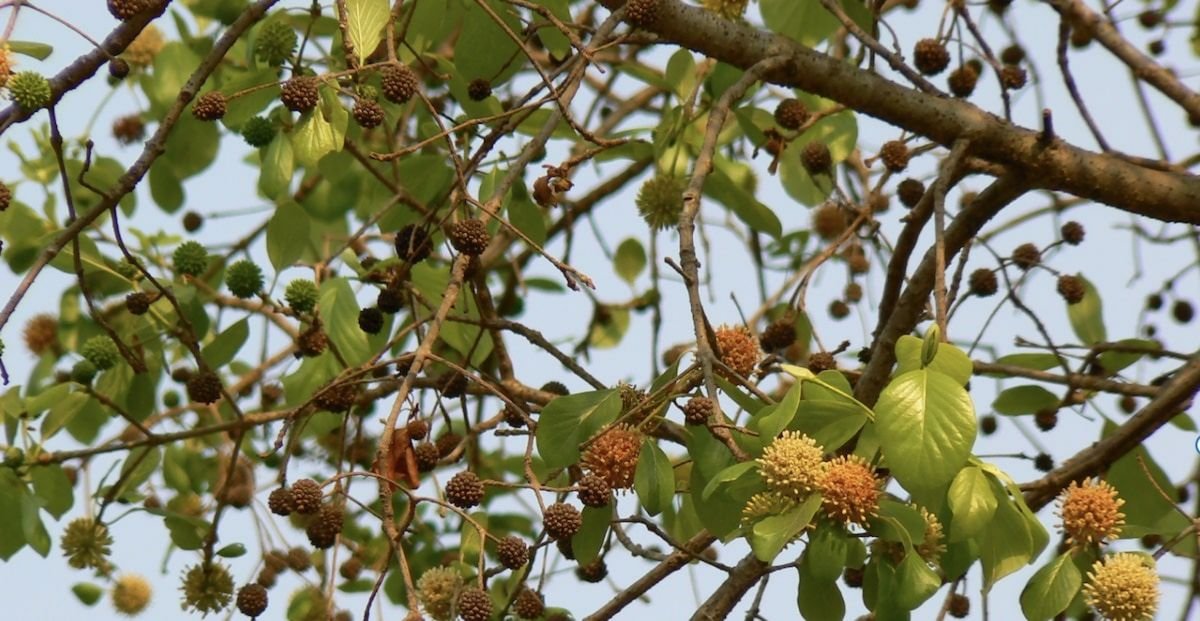 Quel est le meilleur climat pour cultiver du Kratom ?