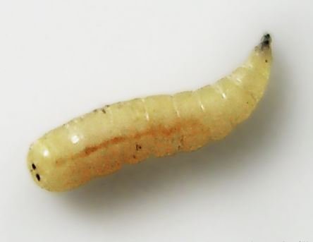 Larva Mouche