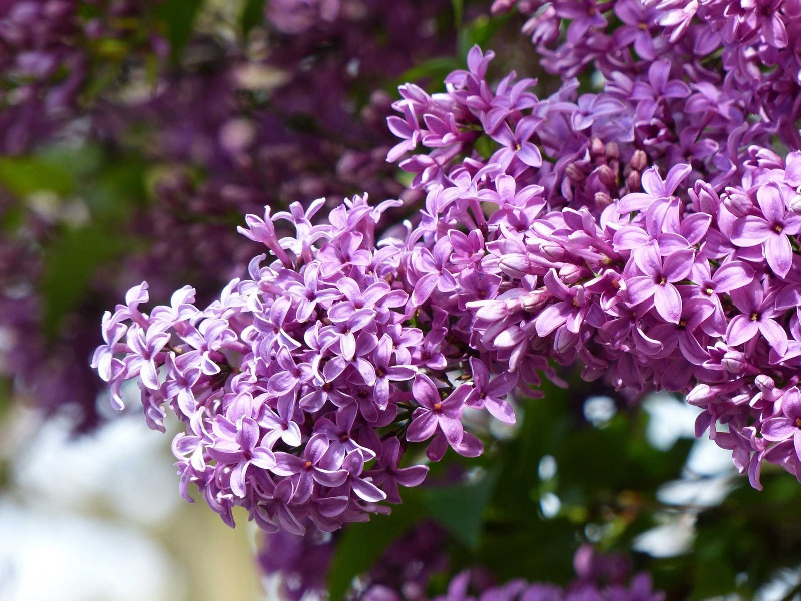 Fleurs de mai : lilas