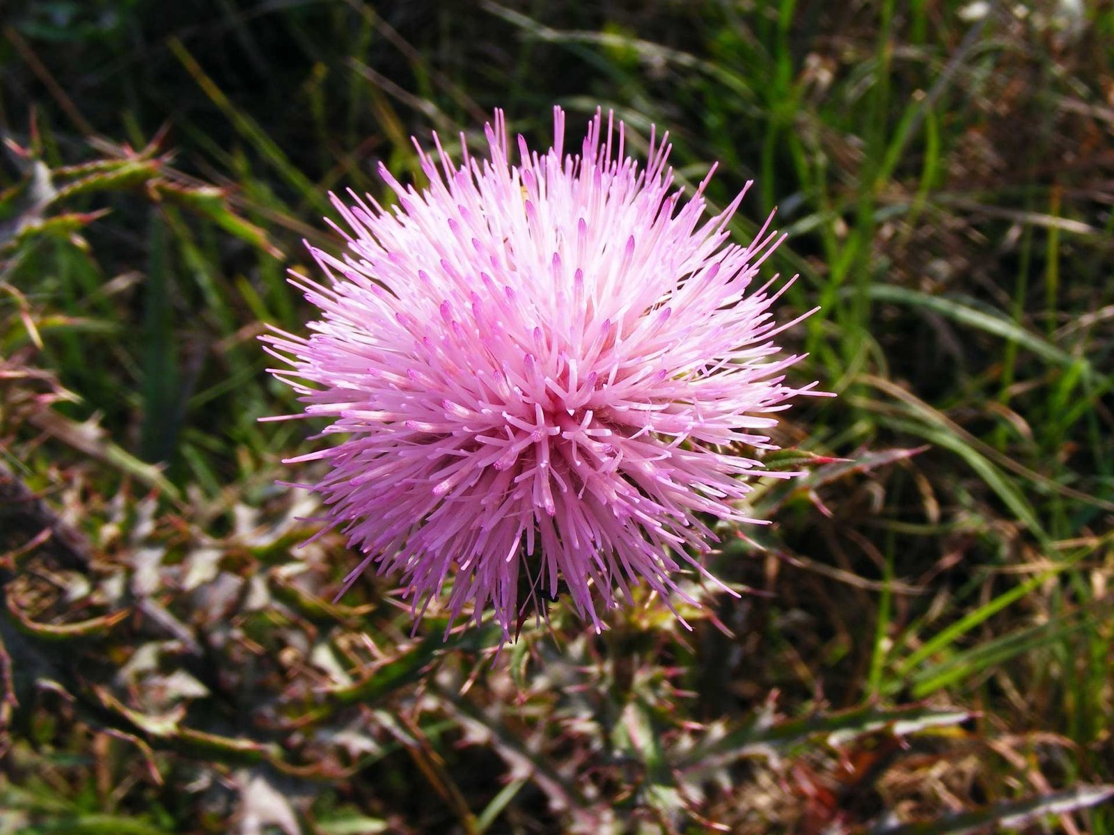 Mimosa – Le mimosa est cultivé partout dans le monde pour l’industrie des fleurs coupées