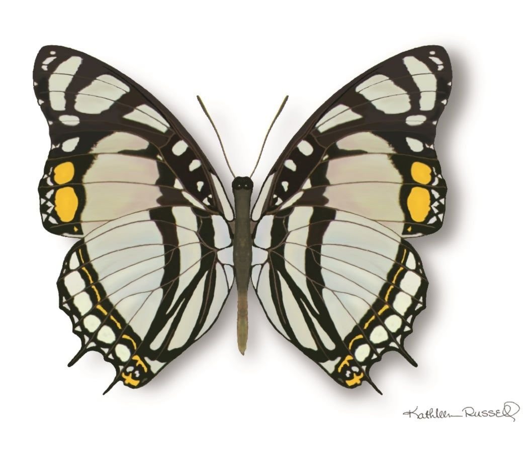 Papillon Nobilis