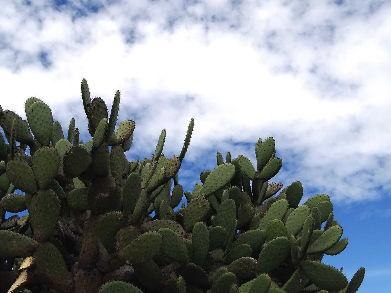 Cactus nopal