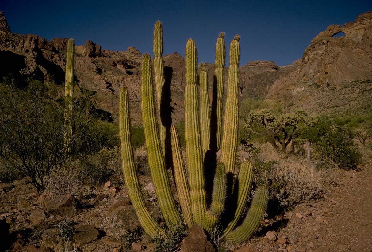 Cactus avec un tuyau d’orgue