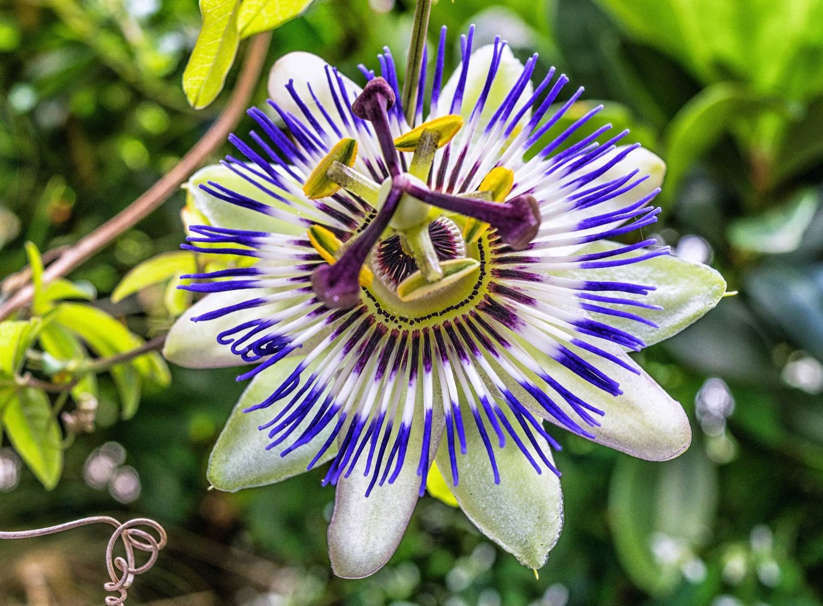 Fleurs d’été : fleurs de la passion