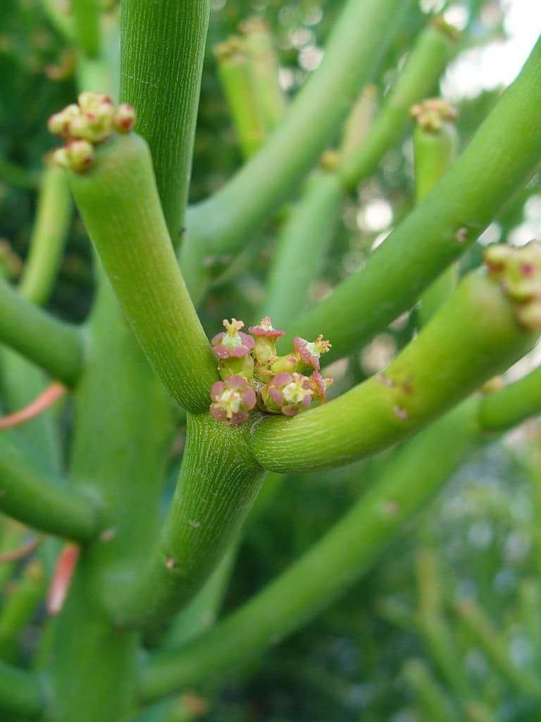 Crayon cactus