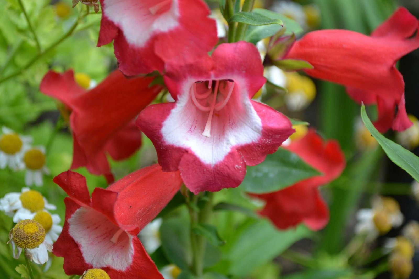 Fleurs de Penstemon – Plantes vivaces ou à feuilles caduques semi-persistantes