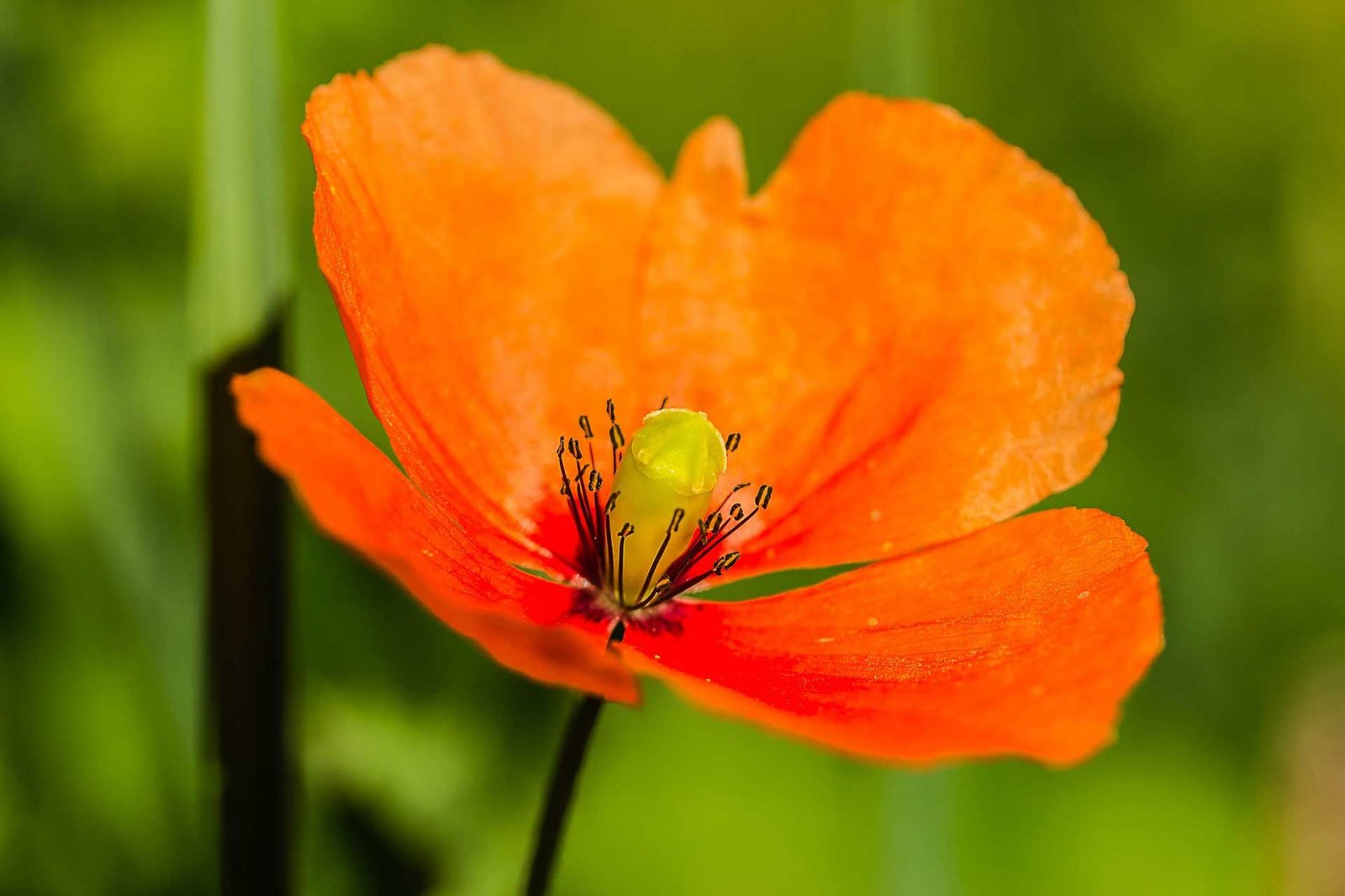 Fleurs de printemps : coquelicot