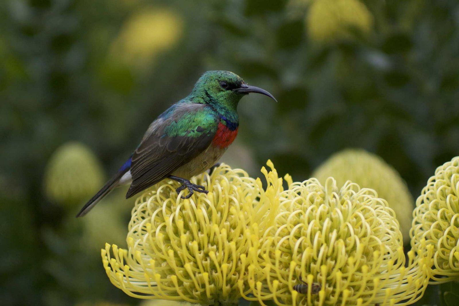 Protea – à l’image de Protée, fils de Poséidon