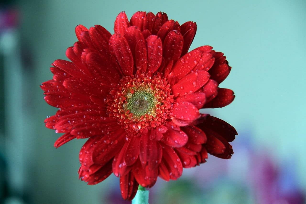 Gerbera – Symbolise l’innocence, la pureté et l’optimisme