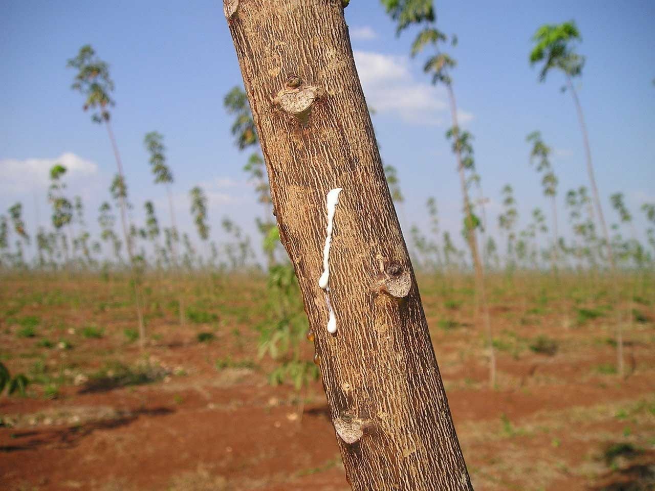 Arbre à caoutchouc