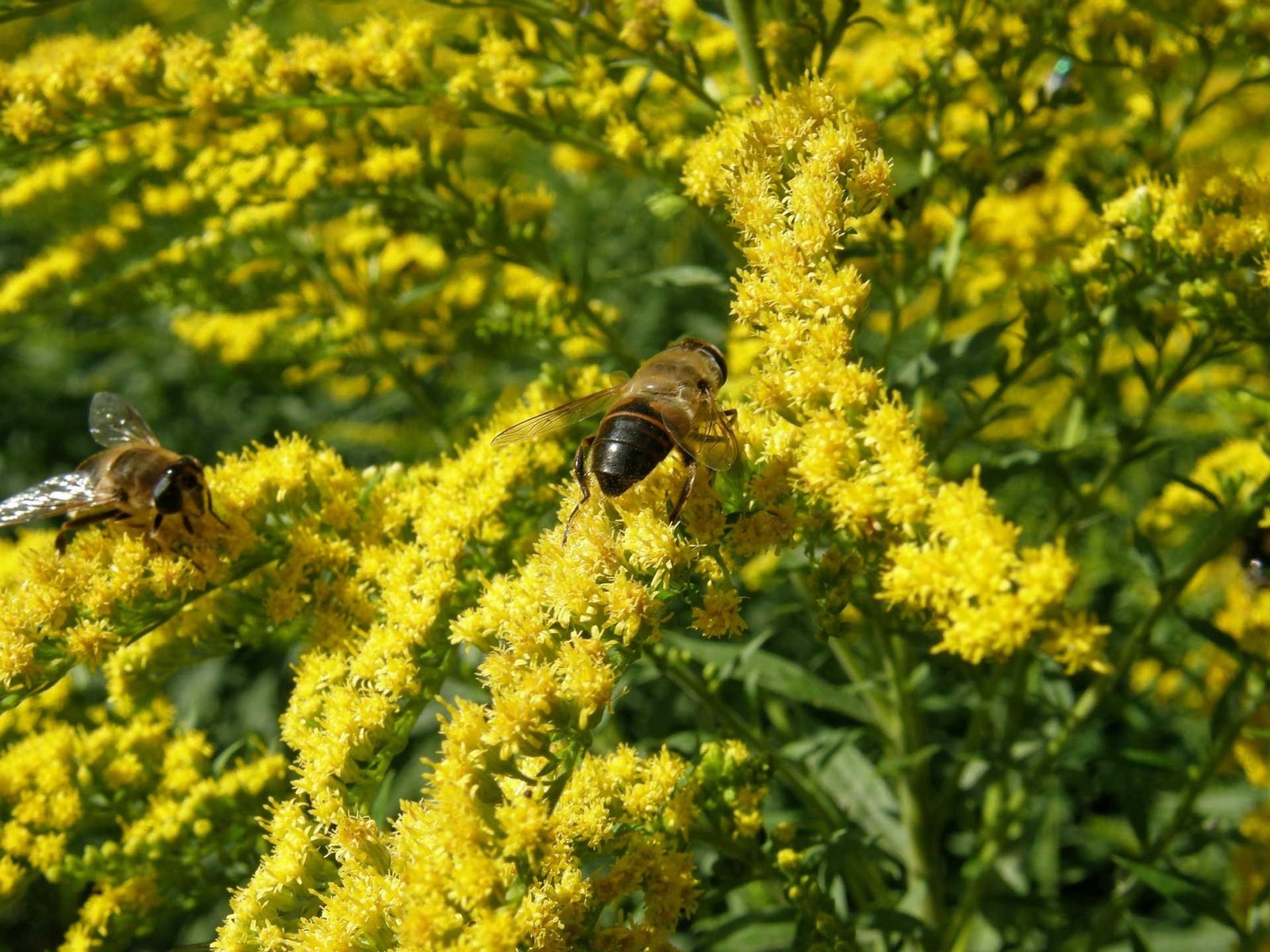 Solidago – introduit au Moyen-Orient par Saladin