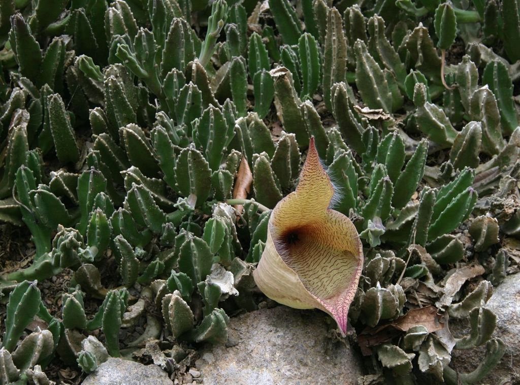 Stapelia gigantea