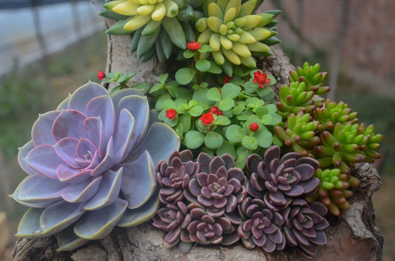 Types de plantes succulentes