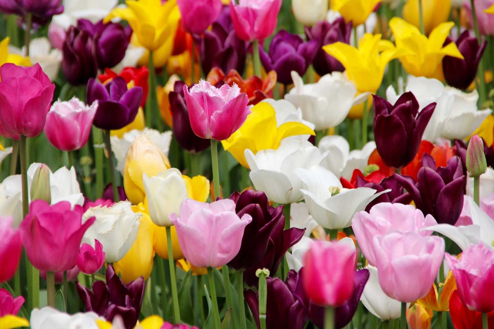 Tulipes – Un voyage de la Turquie de l’an 1000 au jardin botanique hollandais