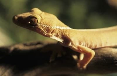 Gecko à bords blancs