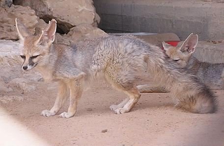 Le renard de Blanford