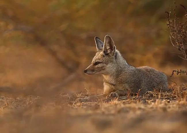 Renard du Bengale