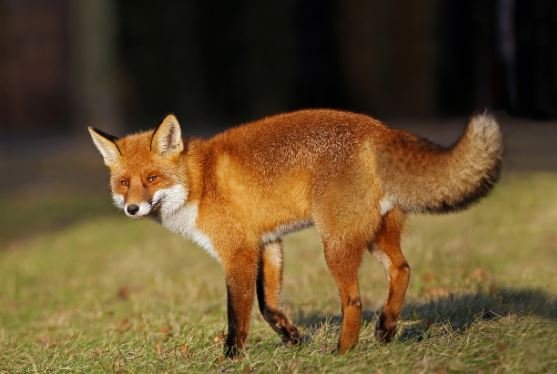 Renard rouge